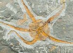 Large Ophiura Brittle Star Fossil With Partial Trilobite #4078-2